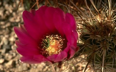 Un Fiore sboccia sulla Nuda Terra