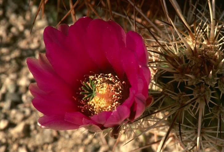 Un Fiore sboccia sulla Nuda Terra